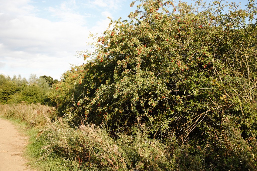 Halls farm, Thick untidy hege full of berries and nuts