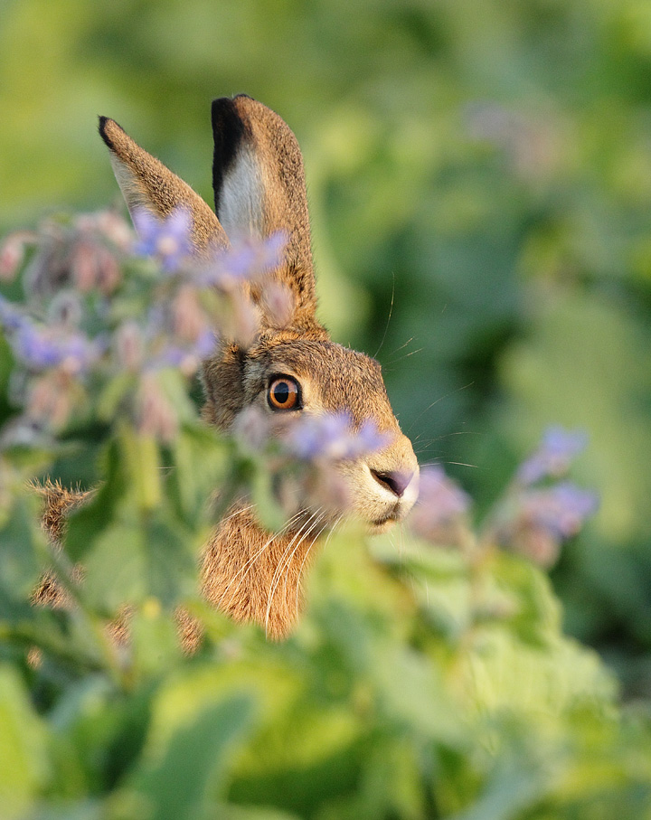 Brown Hare in Borage Lepus europaeus