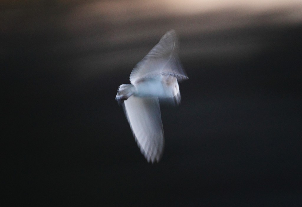 Barn Owl flying after sun set in Suffolk meadow  Tyto alba