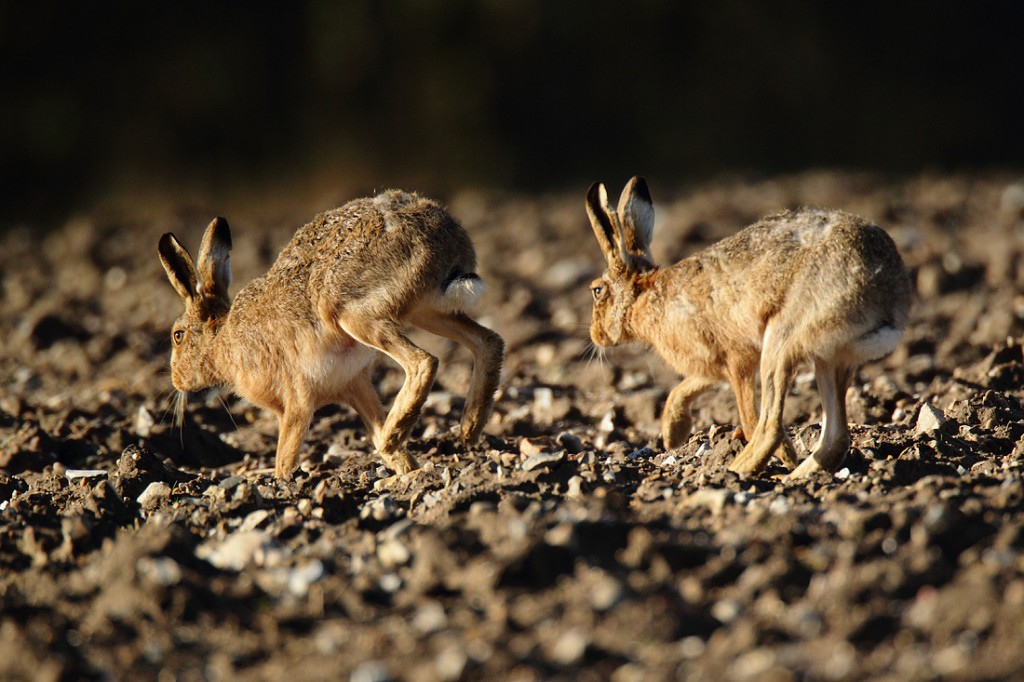 Brown Hares in a morning chase Lepus europaeus