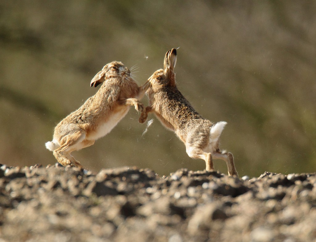 Brown Hares boxing on the skyline, Lepus europaeus