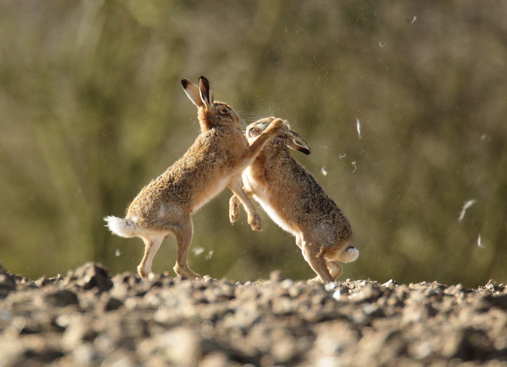 Brown Hare fur fight in the sun Lepus europaeus