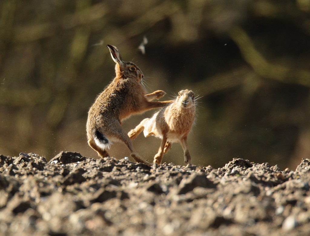 Brown Hares boxing in the sun on the skyline, Lepus europaeus