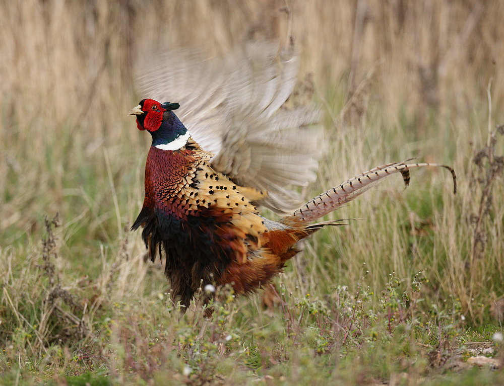 Cock Pheasant dissplay on spring day. Phasianus colchicus