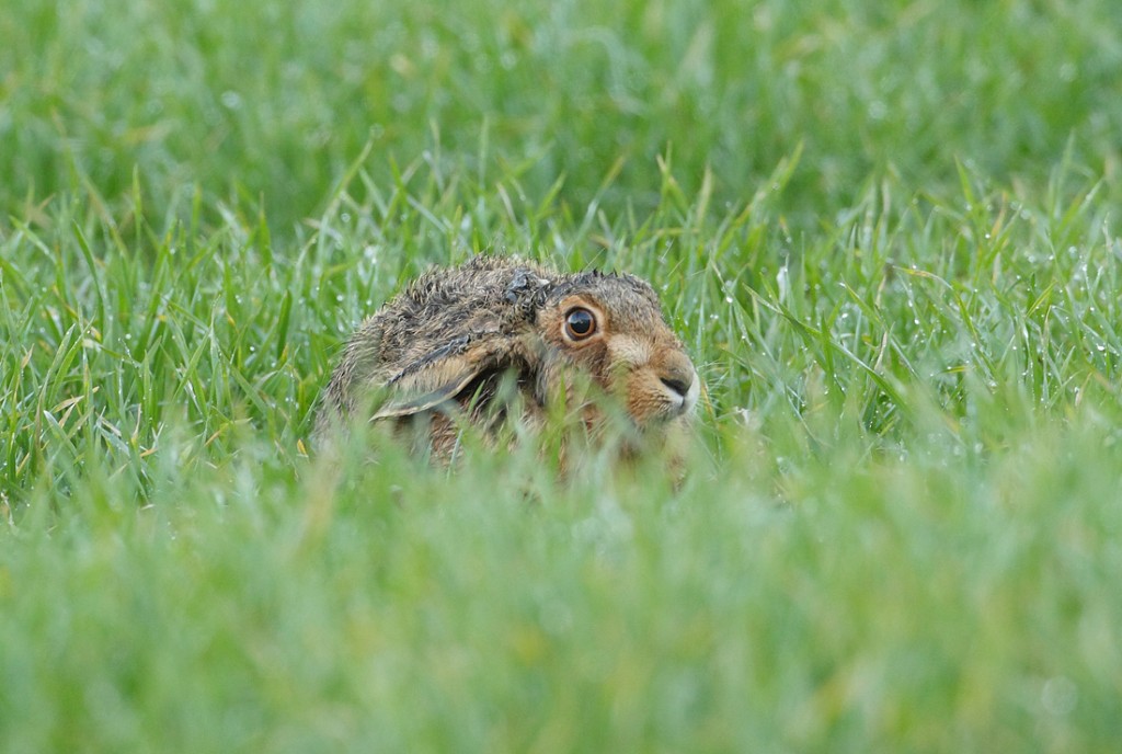 Brown Hare sitting out another winter storm Lepus europaeus