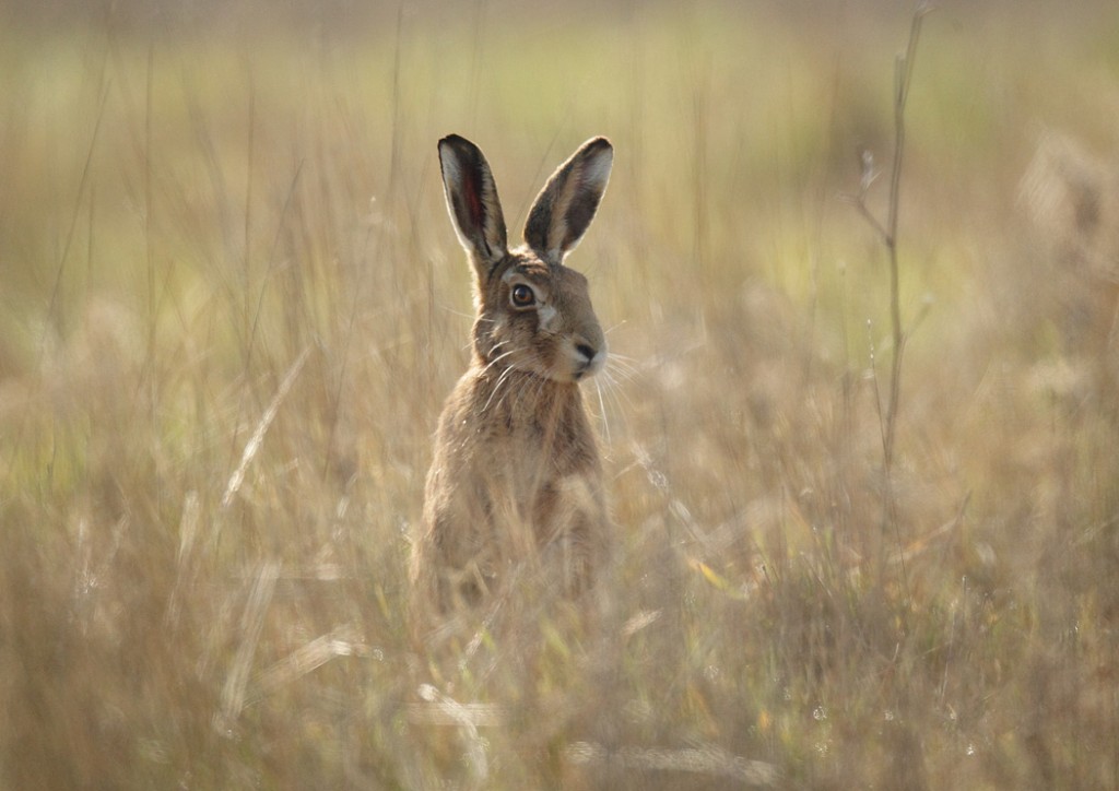 Brown Hare morning light in early spring meadow, Lepus europaeus