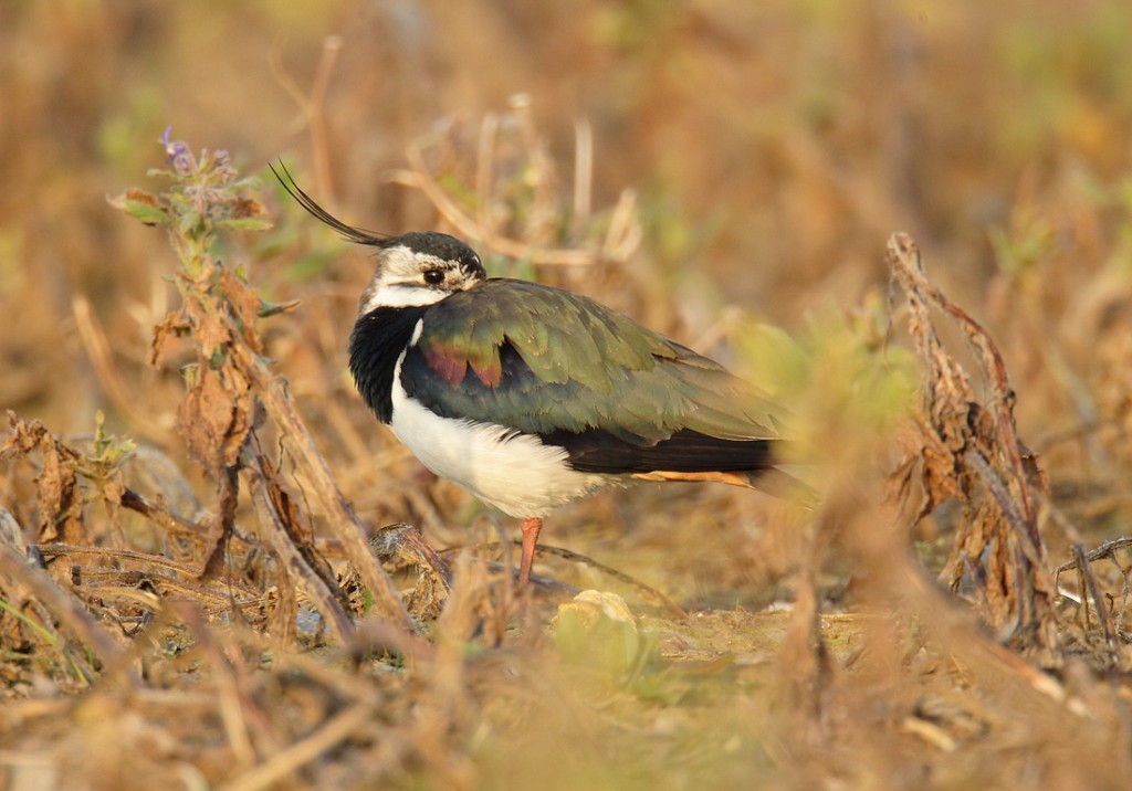 Lapwing at evening roost site, early spring Vanellus vannellus