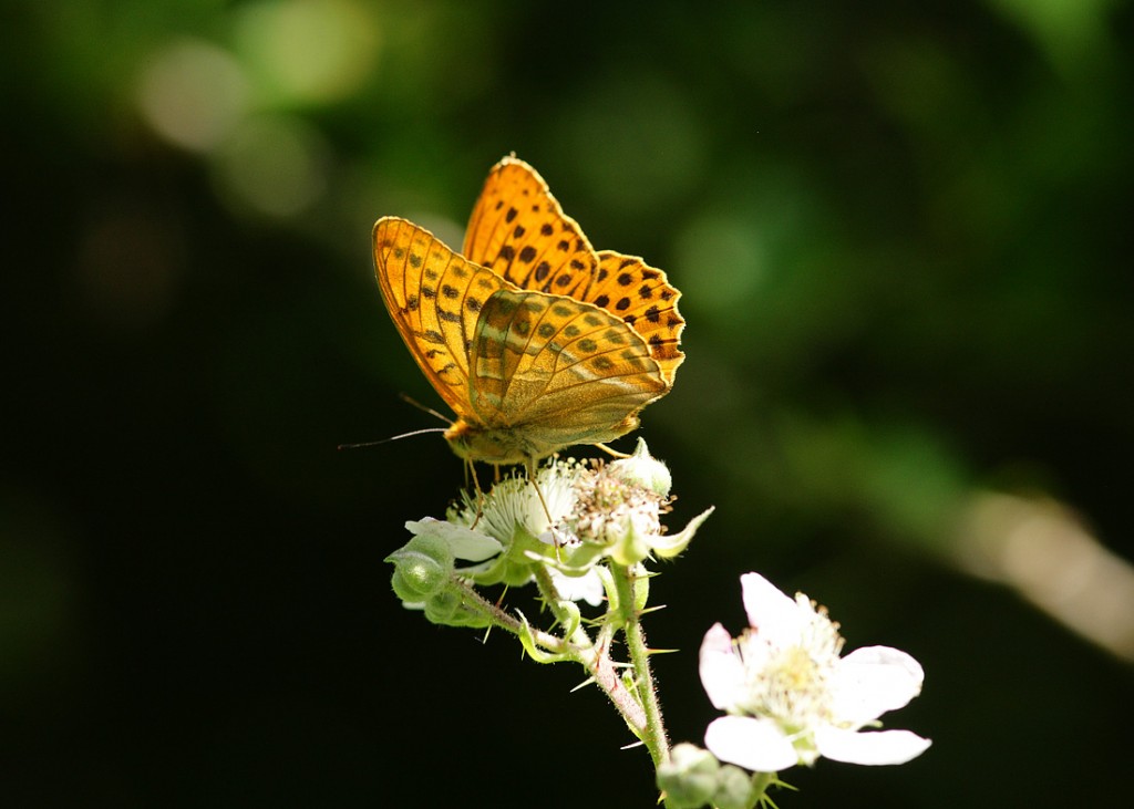 Siver-washed Fritillary
