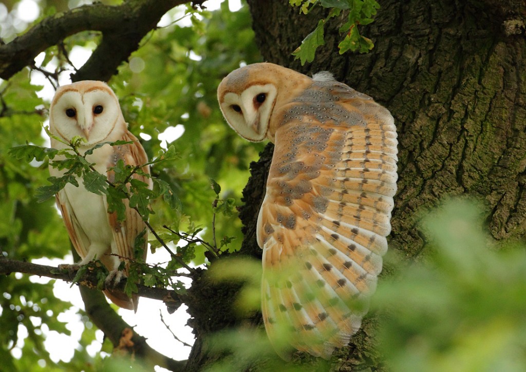 Barn Owl pair, full wing stretch in the middle of an Oak tree. July evening, Suffolk. Tyto alba