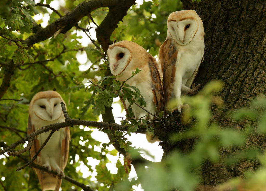 Barn Owls, watchful waiting in an Oak tree. July evening, Suffolk. Tyto alba