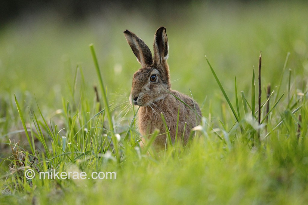 Brown Hare eating in a hay meadow. October evening Lepus europaeus