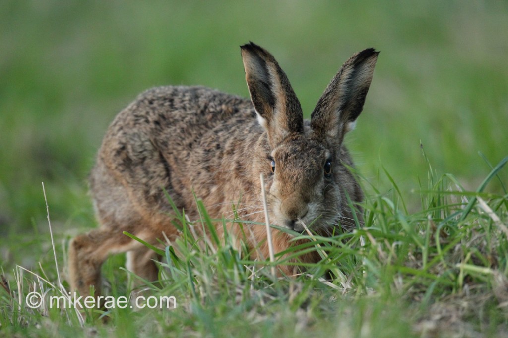 Brown Hare low and close in a hay meadow. October evening Lepus europaeus