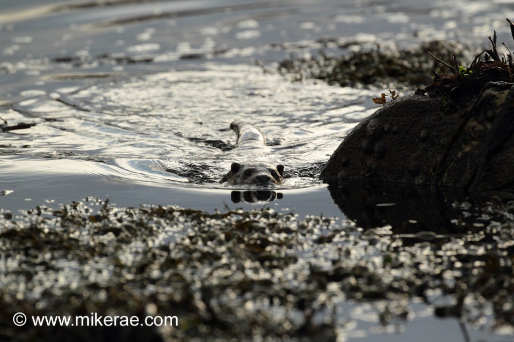 Otter swimming to the shore, Skye November. Lutra lutra