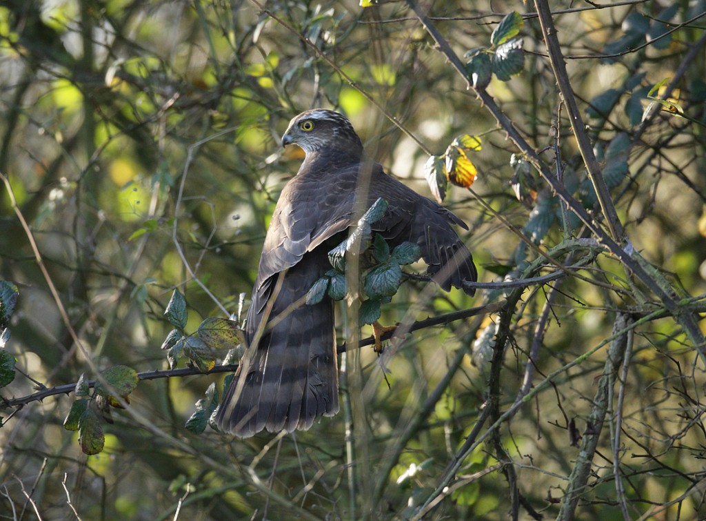 Sparrowhawk struggling to hunt in a thick winter hedge. Accipiter nisus