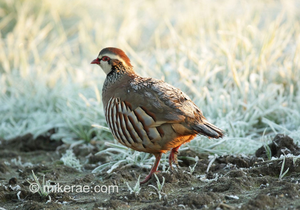 Red-legged Partridge with frosty back. December Suffolk. Alectoris rufa
