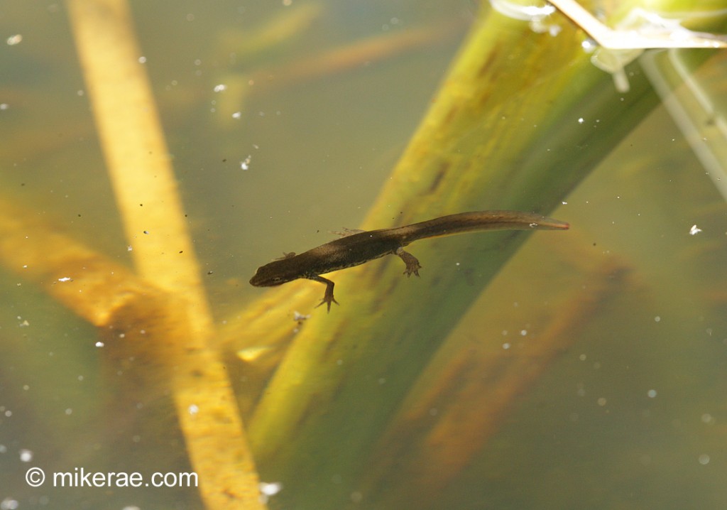 Great crested newt in the pond