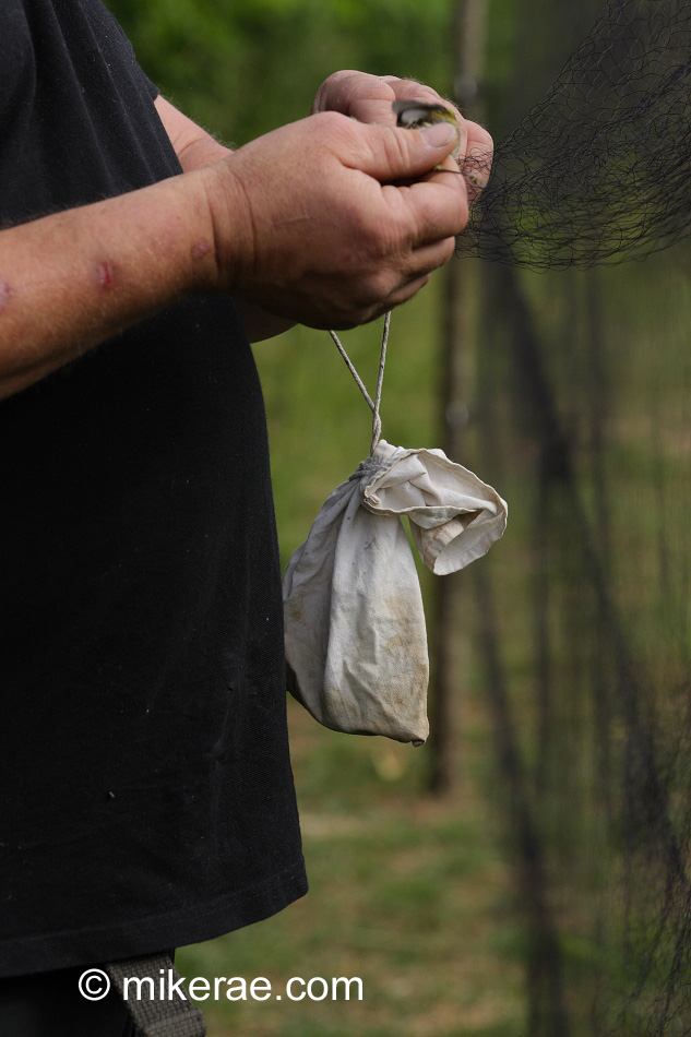birds are taken from the net and put in bags for recording and ringing
