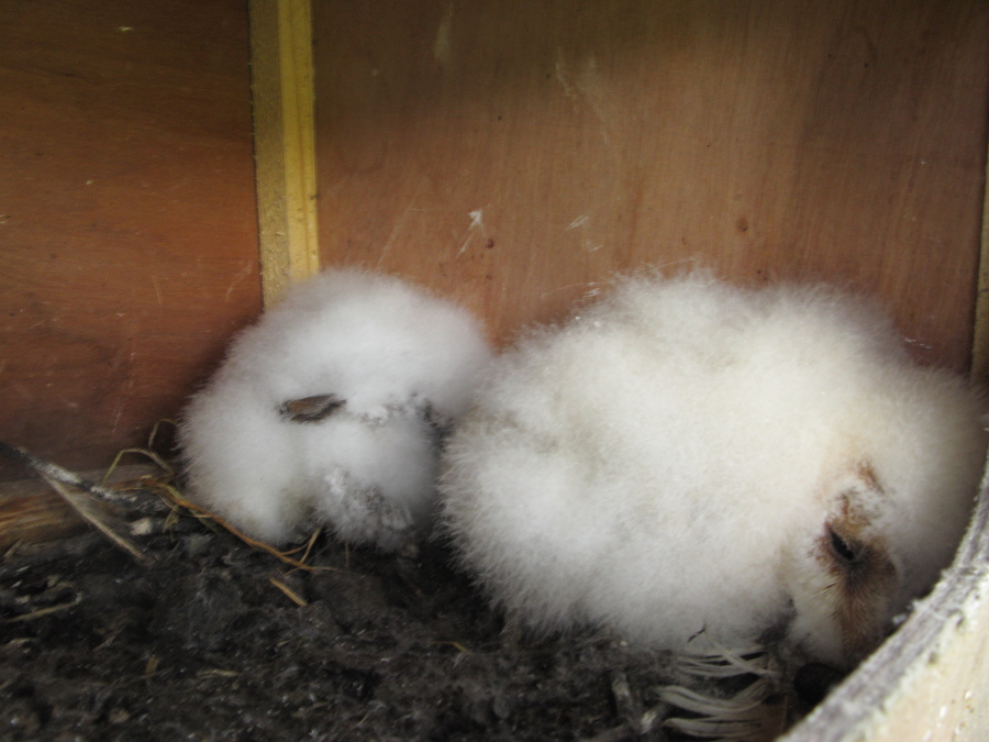Barn owl young in new Barn owl box 2nd brood