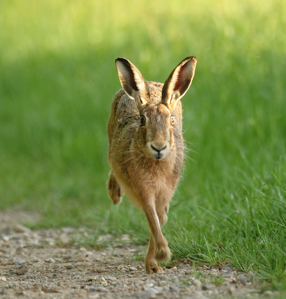 Brown Hare Running In Evening Light Lepus Europaeus Mike Rae