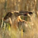 Brown Hare hiding in evening wheat Lepus europaeus
