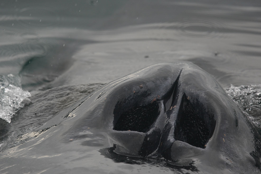 Humpback Whale Blow Hole Whale Lice Megaptera Novaeangliae Mike