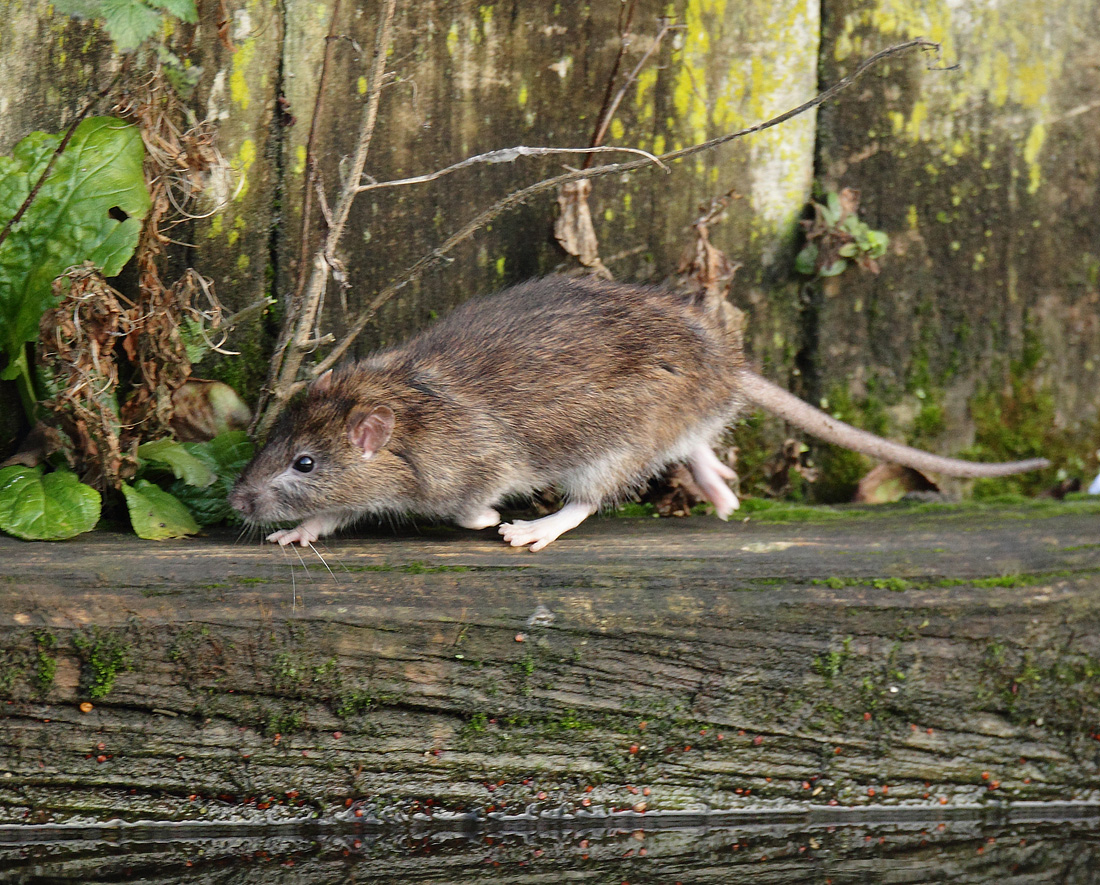 Крысы звери. Серая крыса (Rattus norvegicus berkenhout, 1769). Серая крыса (Пасюк) - Rattus norvegicus.. Серая крыса Пасюк. Ратус норвегикус.