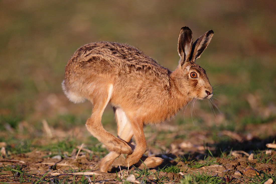 Brown Hare Running Close At Sunset Spring Time Suffolk Lepus 