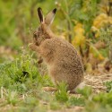 Brown Hare leveret sitting and waving. Spring time Suffolk. Lepus europaeus