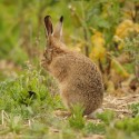 BroBrown Hare leveret having a private moment, Easter day. Spring time Suffolk. Lepus europaeus