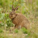 Brown Hare leveret eating on Easter day, Suffolk. Lepus europaeus
