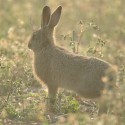 Brown Hare leveret back lit by spring sunlight, Suffolk. Lepus europaeus