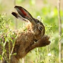 Brown Hare close nose washing. Morning light Suffolk. Lepus europaeus