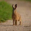 Brown Hare leveret on a track at dusk. Spring Suffolk. Lepus europaeus