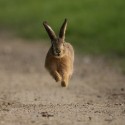 Brown Hare leveret flying at dusk. Suffolk. Lepus europaeus