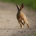 Brown Hare leveret running at dusk. Spring Suffolk. Lepus europaeus