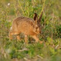Brown Hare leveret close at dusk. Spring Suffolk. Lepus europaeus