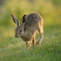Brown Hare low jog, June sunset. Suffolk. Lepus europaeus