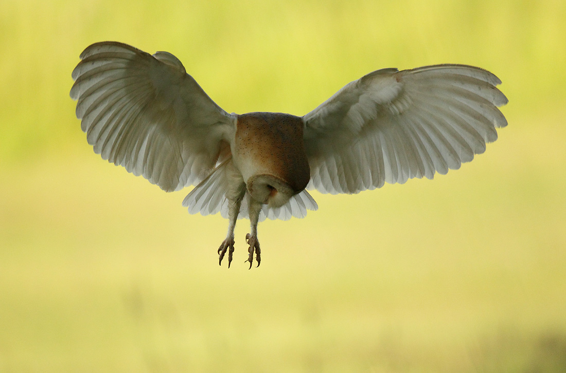Barn Owl hovering hunt, early morning June, Suffolk. Tyto alba