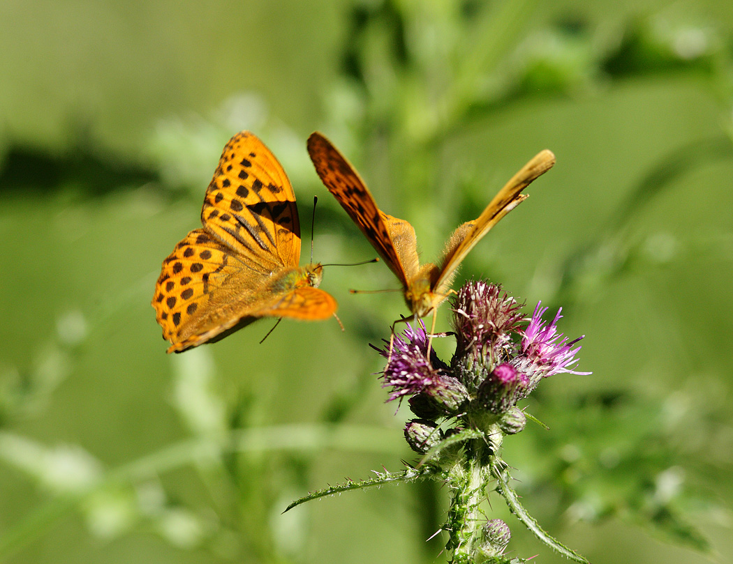Siver-washed Fritillary pair on thistle, early morning July. Suffolk. Argynnis paphia