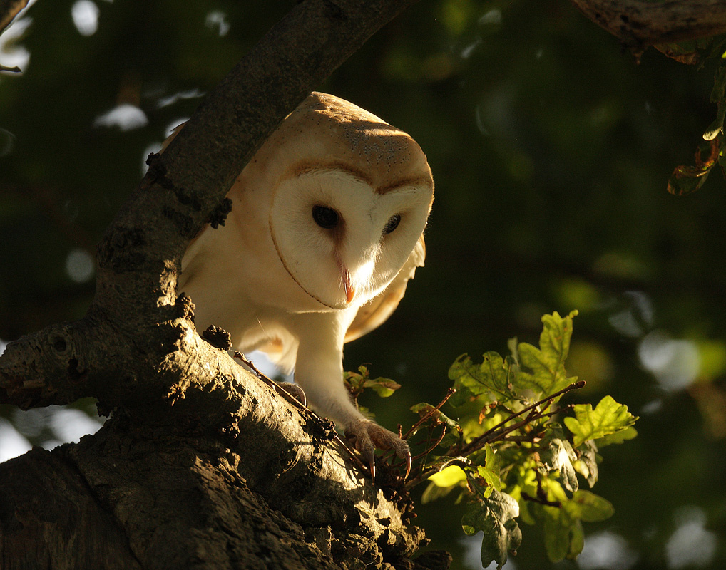 Barn Owl on the move at sunset in an Oak tree. July evening, Suffolk. Tyto alba