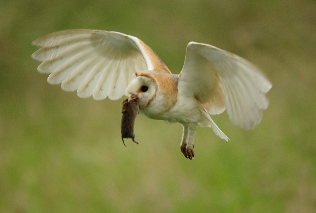 Barn Owl with vole fly past, early morning June, Suffolk. Tyto alba