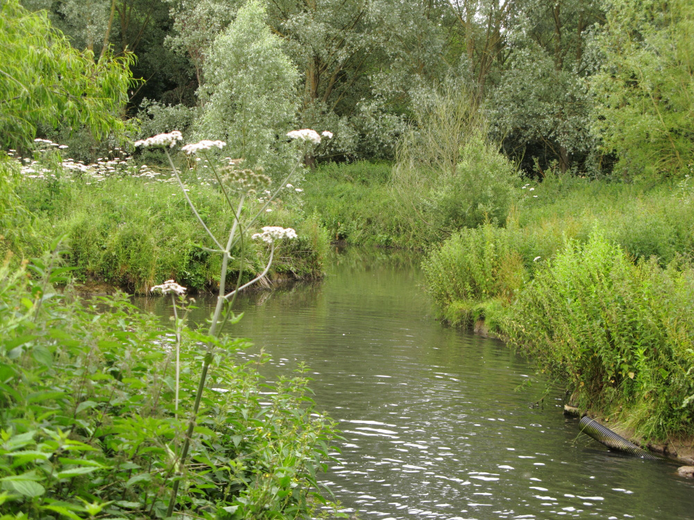 Ponds and Willow woodland near the river at Little Haugh