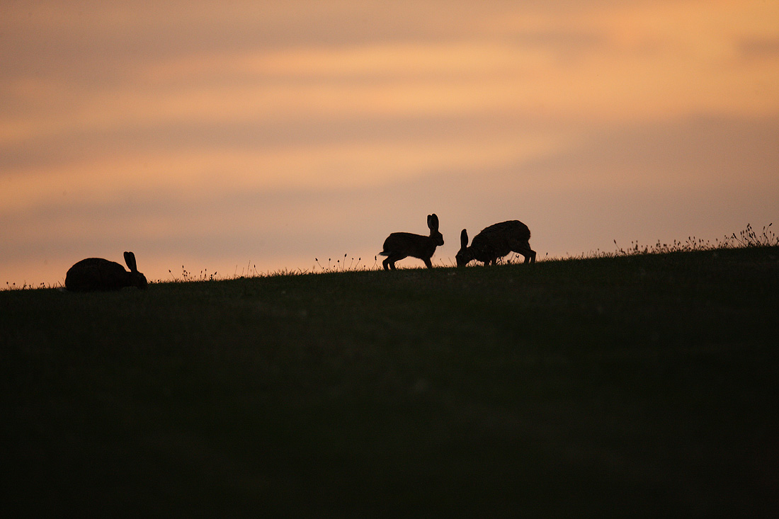 Brown Hares three at nightfall. August Suffolk. Lepus europaeus