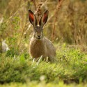 Brown Hare leveret portait at dawn. August Suffolk. Lepus europaeus