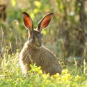 Brown Hare leveret at dawn, back lit ears. August Suffolk. Lepus europaeus