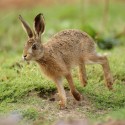 Brown Hare leveret on the turn at dawn. August Suffolk. Lepus europaeus