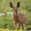 Brown Hare, small leveret, big earsat dawn. August Suffolk. Lepus europaeus