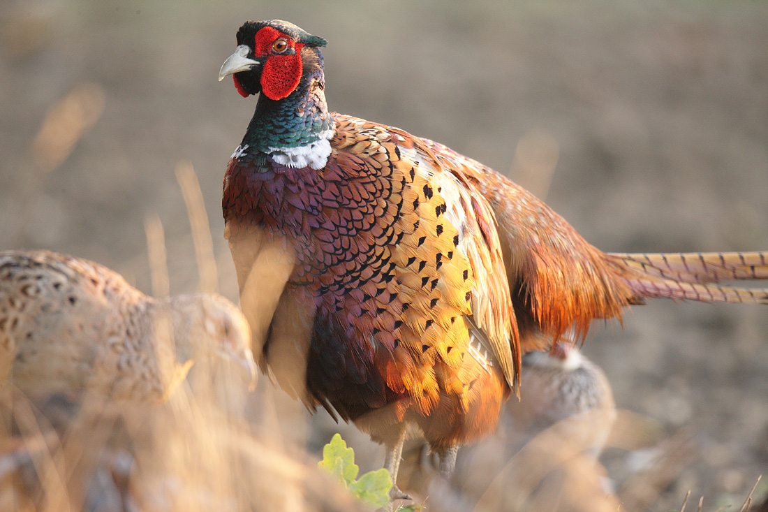 Pheasant pair, early morning, September Suffolk. Phasianus colchicus