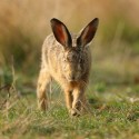 Brown Hare leveret low and looking, September morning, Suffolk. Lepus europaeus