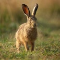 Brown Hare leveret standing, wet ear tips, early September morning, Suffolk. Lepus europaeus